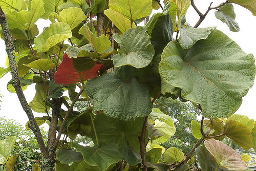 Coccoloba
            pubescens