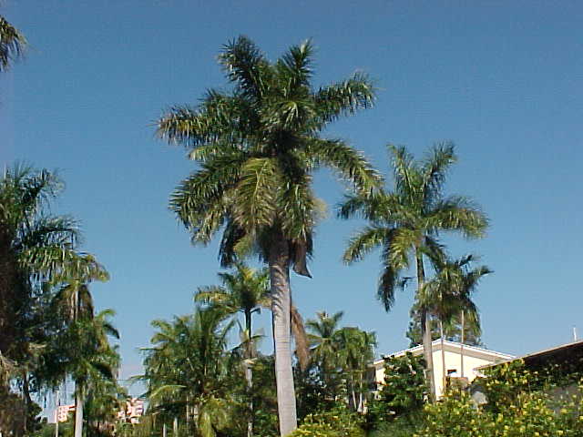 Puerto Rican Royal Palm