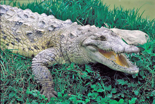 Dominican American Crocodile